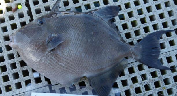 Trigger Fish
